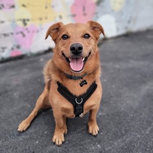 Individualised Programmes for You and Your Dog from €30