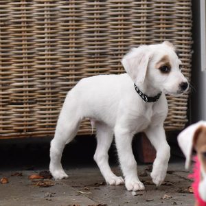 Puppy 1:1 from €30