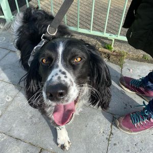 Scent Detection–The College of Scent Dogs, City&Guilds Certified Instructors €195