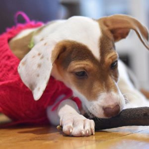 Puppy Group Classes €194 x 4